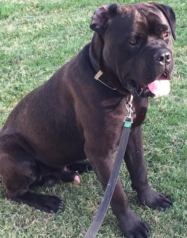 Males Ohio Cane Corsos